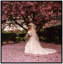 Cherry Blossom Bride